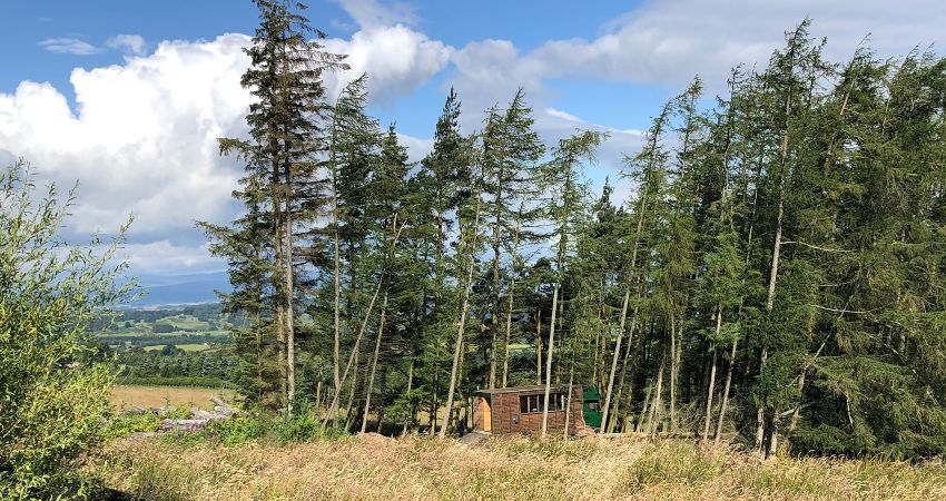 Lorry Lodge Juniper