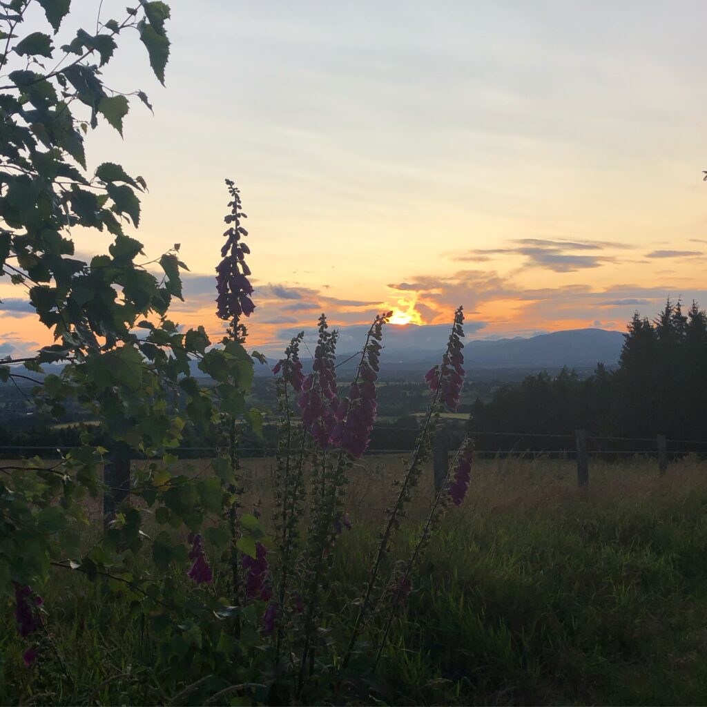 Yurt - Foxglove